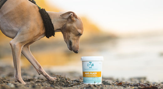 Koira, jonka suussa on paha haju.