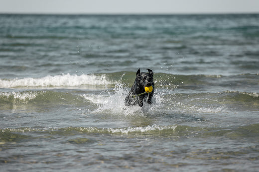 Koirien nivelrikko ja nivelongelmat.