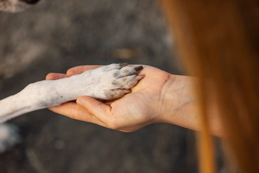 Kuinka huolehtia koiran tassunpohjista