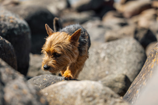 Ero lohiöljyn ja omega-3:n välillä